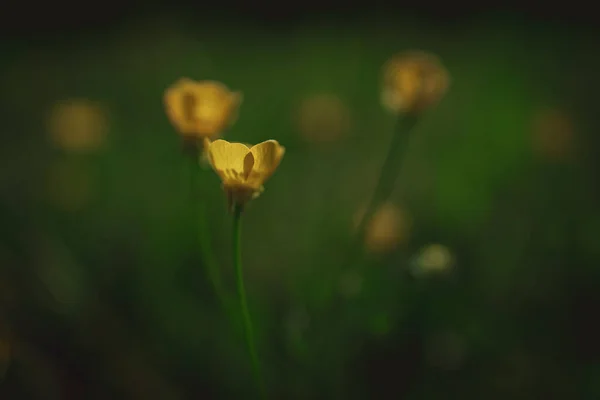 Yeşil Çayırların Arka Planında Doğal Bir Yaşam Alanında Güzel Sarı — Stok fotoğraf
