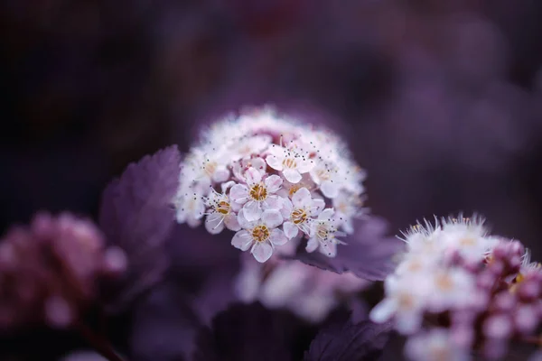 Bel Fiore Cremoso Lucente Uno Sfondo Foglie Viola Cespuglio Primo — Foto Stock
