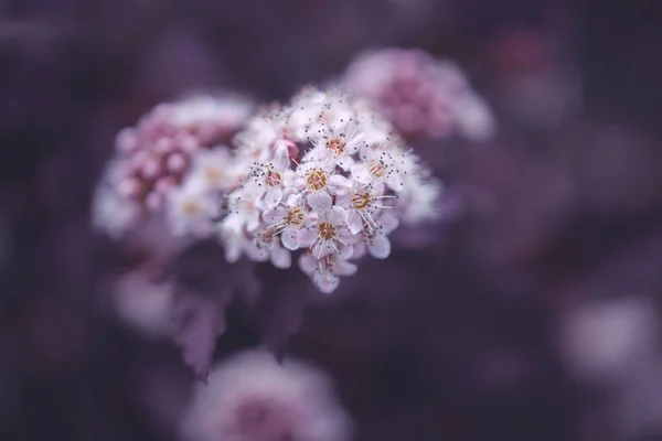 紫色の葉を背景に美しい明るいクリーム色の花を密接に咲かせます — ストック写真