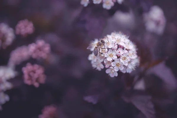 Bel Fiore Cremoso Lucente Uno Sfondo Foglie Viola Cespuglio Primo — Foto Stock