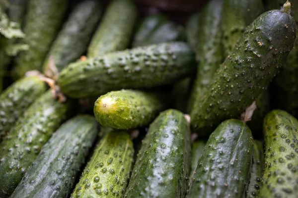 Kleine Jonge Groene Komkommers Een Kraam Vormen Een Achtergrond — Stockfoto