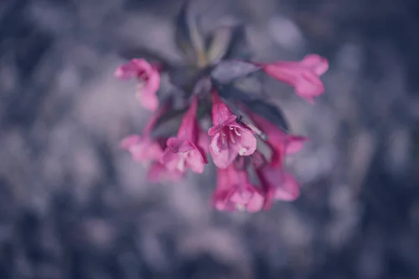 Schöner Strauch Mit Rosa Blüten Nahaufnahme Stockbild