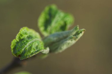 Tarafsız bej arka planda küçük yeşil yaprakları olan güzel bir bahar dalı.