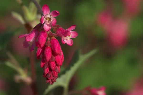 Όμορφο Ροζ Λουλούδι Που Αναπτύσσεται Στον Κήπο Ζεστό Καλοκαιρινό Ήλιο — Φωτογραφία Αρχείου