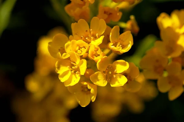 Hermosas Pequeñas Flores Amarillas Jardín Cálido Sol Verano Primer Plano —  Fotos de Stock