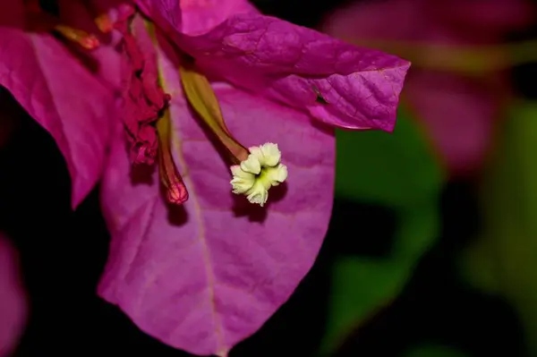 Beautiful Delicate Purple Pink Flower Close — Stock Photo, Image
