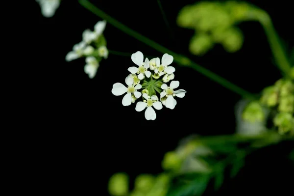 黒い背景に美しい小さな夏の白い花々 — ストック写真