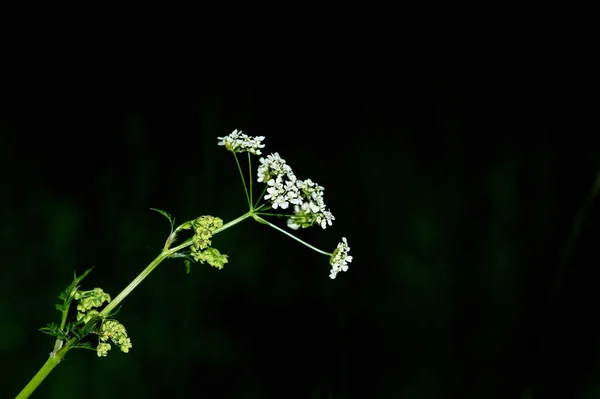 Beautiful Little Summer White Florals Wildflowers Black Background — Stock Photo, Image