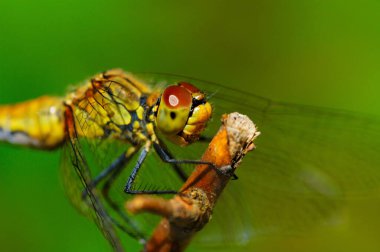 Güneşli bir günde yeşil bir yaprağın üzerinde dinlenen güzel yırtıcı ejderha sineği.