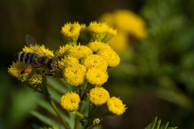 Güzel, küçük böcek arısı sıcak bir yaz gününde sarı bir çiçekte oturuyor.,