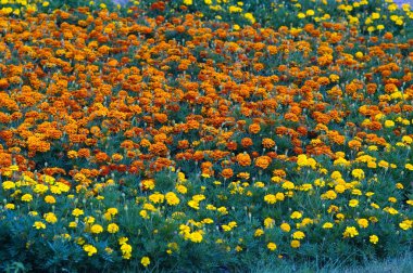 Bahçede bir yaz günü büyüyen çiçeklerle dolu güzel renkli bir arka plan.