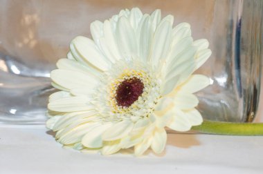 Aydınlık bir arkaplanda yakın plan güzel beyaz gerber çiçeği