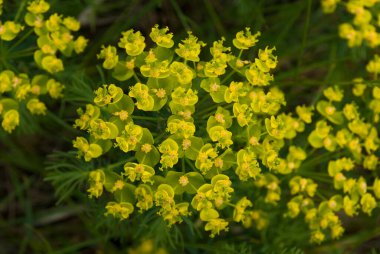 Güneşli bir günde yeşil yaprakların arasında yetişen güzel sarı bir çiçek.