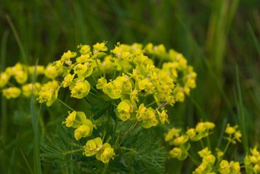 Güneşli bir günde yeşil yaprakların arasında yetişen güzel sarı bir çiçek.