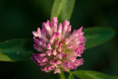 Bir yaz günü yeşil çimlerin arasında güzel mor yonca çiçeği