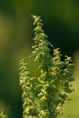 Çayırda yaz güneşinin altında yeşil arka planda güzel, ilginç bir yaz bitkisi.,
