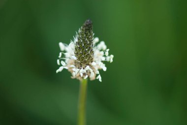 Yeşil bir arka planda, güzel bir yaz çayırı çiçeği.
