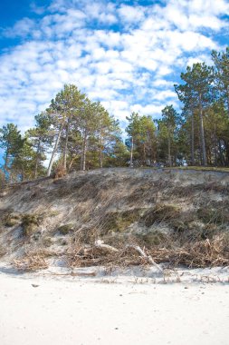 Baltık Denizi sahillerinden gelen güzel doğal deniz manzarası üzerinde beyaz kum tepeleri ve çam ağaçları yetişiyor.