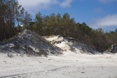 Baltık Denizi sahillerinden gelen güzel doğal deniz manzarası üzerinde beyaz kum tepeleri ve çam ağaçları yetişiyor.