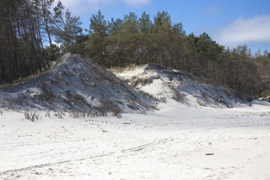 Baltık Denizi sahillerinden gelen güzel doğal deniz manzarası üzerinde beyaz kum tepeleri ve çam ağaçları yetişiyor.