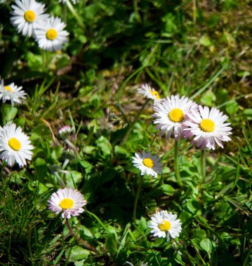 # Güzel çiçekler... # #... ilkbaharda büyüyen beyaz papatyalar... # #... yakın plan yeşil çayırlar. #