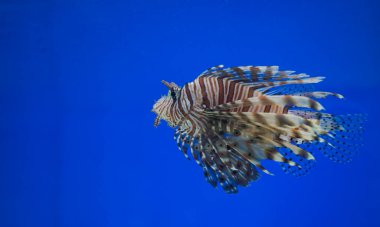 Akvaryumun mavi arka planında güzel, büyük, tuzlu su taşbalığı balığı.