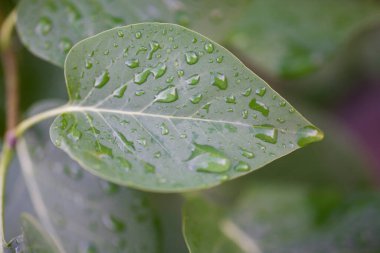 güzel küçük yağmur damlaları yeşil bir yaprağın üzerine düşer bir yaz günü çayırda