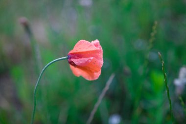 Güzel kırmızı, narin yaz gelinciği yeşil çayır arka planda