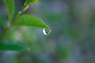 güzel küçük yağmur damlaları yeşil bir yaprağın üzerine düşer bir yaz günü çayırda
