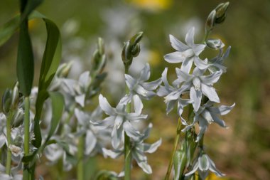 Bahçede yeşil çimenlerin arasında büyüyen küçük, güzel bahar çiçekleri.