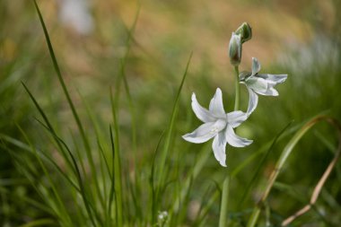 Bahçede yeşil çimenlerin arasında büyüyen küçük, güzel bahar çiçekleri.