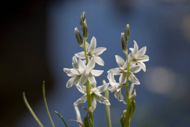 Bahçede yeşil çimenlerin arasında büyüyen küçük, güzel bahar çiçekleri.