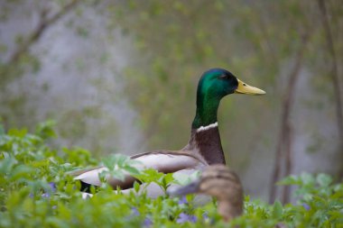Güzel ördek başı portresi Genç bahar bitkileri arasında
