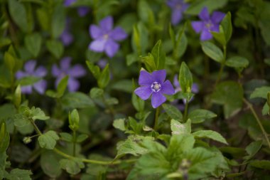 Yeşil çayır arka planında küçük narin bir bahar çiçeği