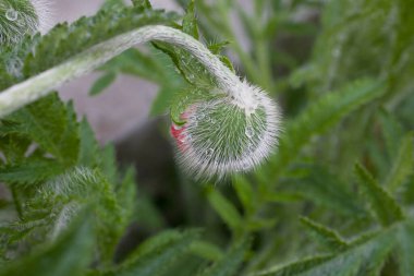 Güzel kırmızı, narin yaz gelinciği yeşil çayır arka planda