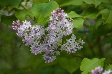 Bahçede yeşil yapraklı arka planlarla çevrili güzel bahar leylağı çiçeği
