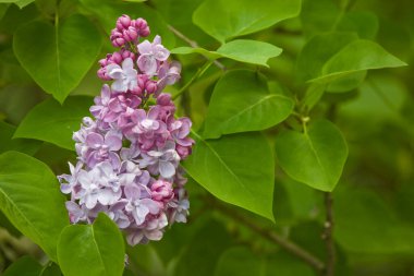 Bahçede yeşil yapraklı arka planlarla çevrili güzel bahar leylağı çiçeği