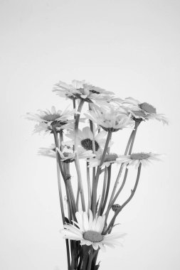 Güzel beyaz yaz çiçekleri Tek renkli vazoda bir papatyanın