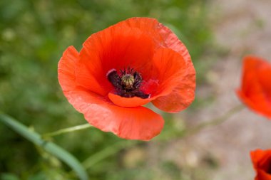 Güzel kırmızı, narin yaz gelinciği yeşil çayır arka planda