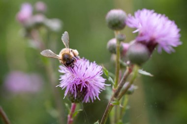 Mor bir çiçeğin üzerindeki güzel böcek arısı bir yaz günü çayırda yakın planda.,
