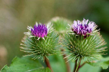 Güzel bir yaz deve dikeni yeşillikler arasında vahşi bir çayırda,