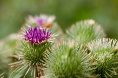 Güzel bir yaz deve dikeni yeşillikler arasında vahşi bir çayırda,