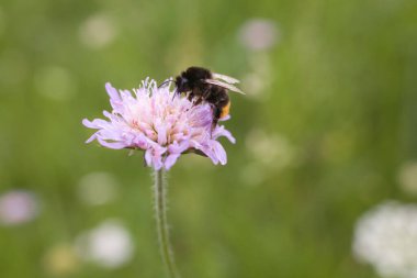 Mor bir çiçeğin üzerindeki güzel böcek arısı bir yaz günü çayırda yakın planda.,