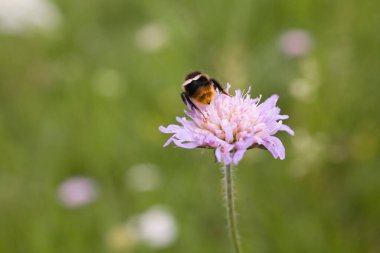 Mor bir çiçeğin üzerindeki güzel böcek arısı bir yaz günü çayırda yakın planda.,