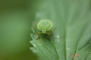 Yaprak üzerinde küçük güzel yeşil böcek yakın planda doğal yaşam alanında.