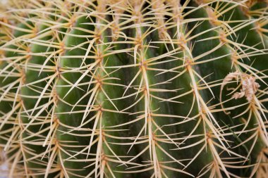 Yeşil kaktüsten yapılmış güzel bir arka plan, yakın planda keskin dikenleri var.