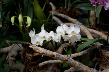Botanik bahçesinde doğal bir ortamda yetişen güzel renkli çiçekler.