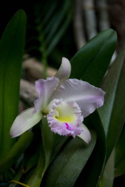Botanik bahçesinde doğal bir ortamda yetişen güzel renkli çiçekler.