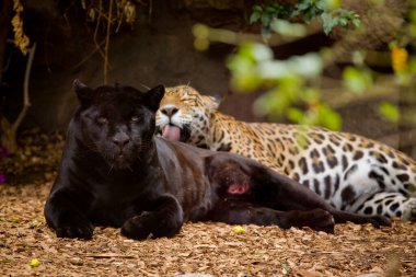 Güzel siyah benekli panter hayvanat bahçesi bahçesinde yatıyor.
