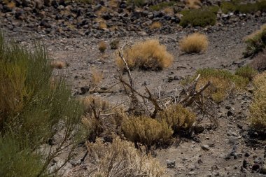 İspanya Kanarya Adası 'ndaki Teide volkanının yamaçlarında yetişen çok ilginç bir bitki. Sıcak bir yaz gününde, Tenerife' de.